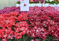 De Djix serie van Schoneveld bestaat inmiddels 2 jaar. Het is een soort dat makkelijk is in de teelt en heeft een very good shelflife and is very heathresistant.